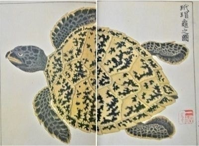 べっ甲とは Of ベッ甲イソガイ べっ甲とは Of ベッ甲イソガイ